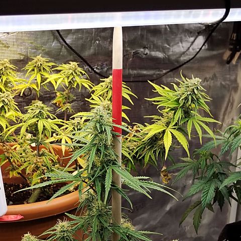 Matanuska growlog timeline photo
