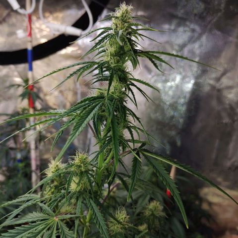 Critikal XXL auto growlog timeline photo