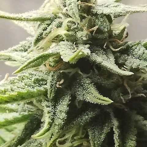 Matanuska growlog timeline photo