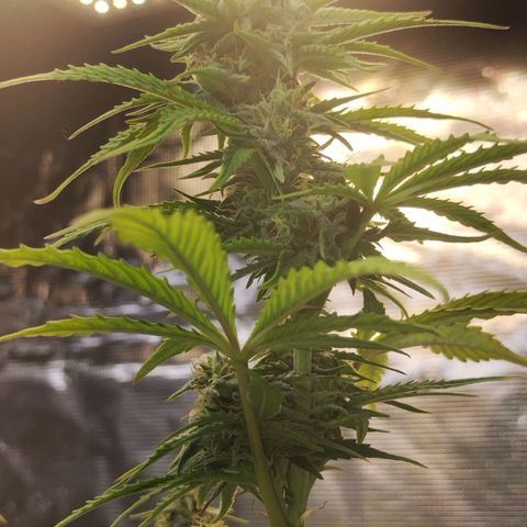 Matanuska growlog timeline photo