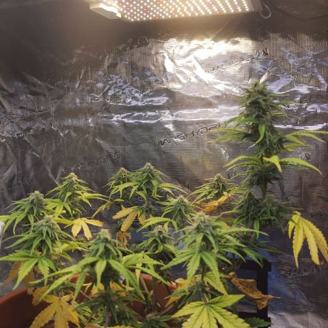 Matanuska growlog timeline photo