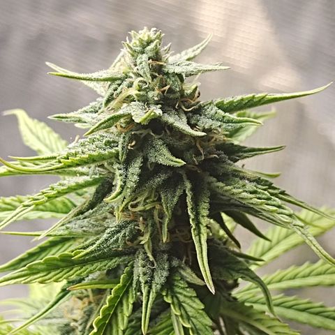 Matanuska growlog timeline photo