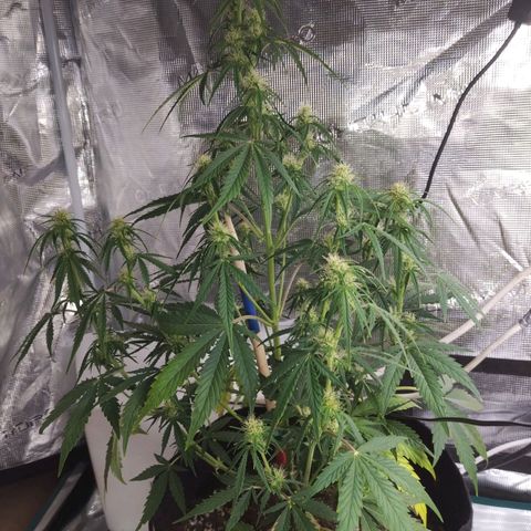Critikal XXL auto growlog timeline photo