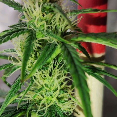 Critikal XXL auto growlog timeline photo