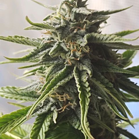 Matanuska growlog timeline photo