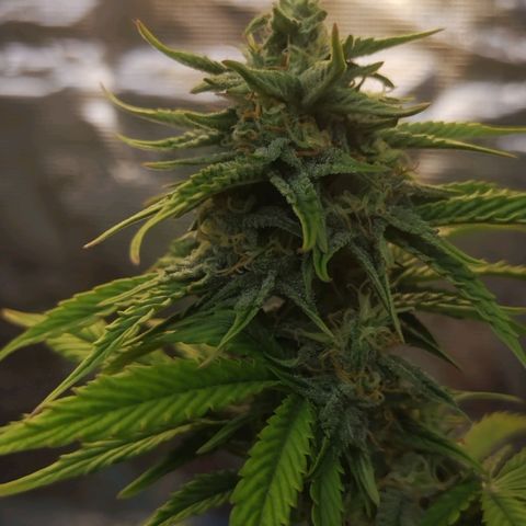 Matanuska growlog timeline photo