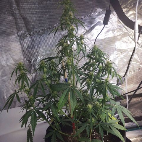 Critikal XXL auto growlog timeline photo