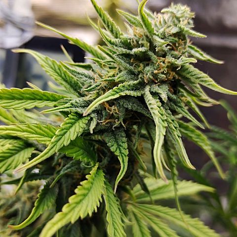 Matanuska growlog timeline photo