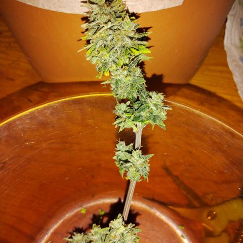 Matanuska growlog timeline photo