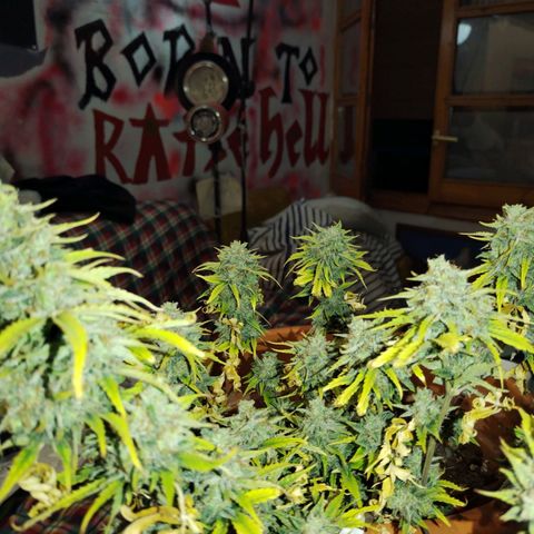 Matanuska growlog timeline photo