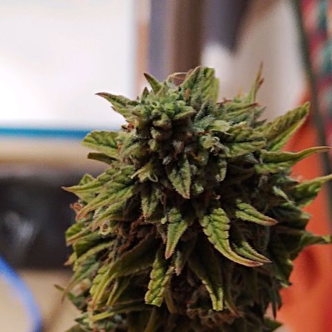 Matanuska growlog timeline photo
