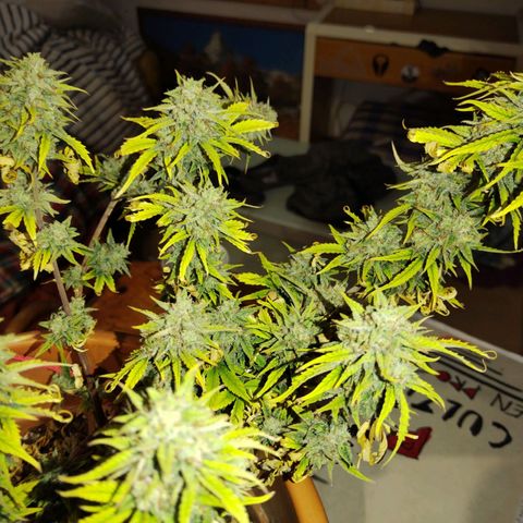 Matanuska growlog timeline photo