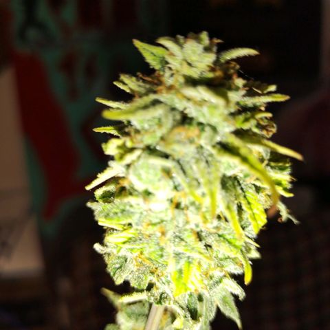 Matanuska growlog timeline photo