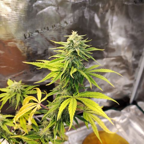 Matanuska growlog timeline photo