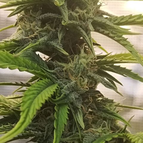 Matanuska growlog timeline photo
