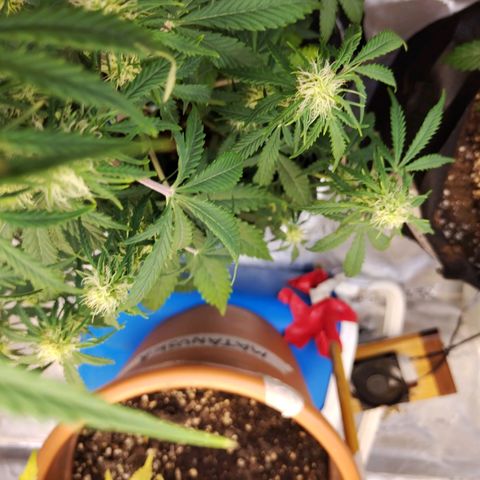 Critikal XXL auto growlog timeline photo