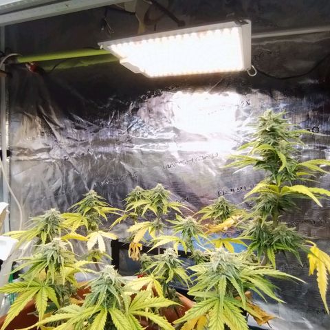 Matanuska growlog timeline photo