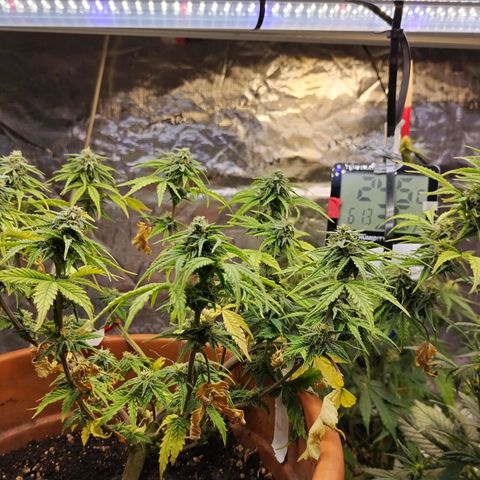 Matanuska growlog timeline photo
