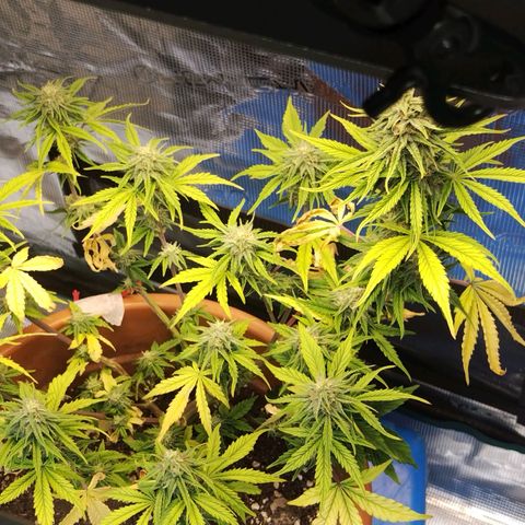 Matanuska growlog timeline photo