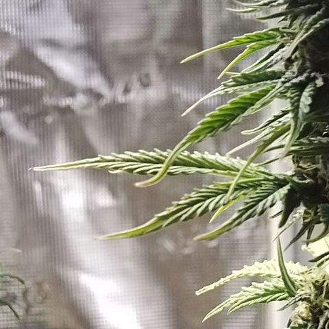 Matanuska growlog timeline photo