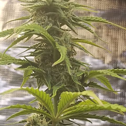 Matanuska growlog timeline photo