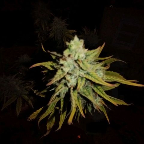 Matanuska growlog timeline photo