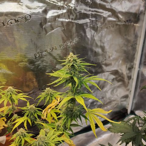 Matanuska growlog timeline photo