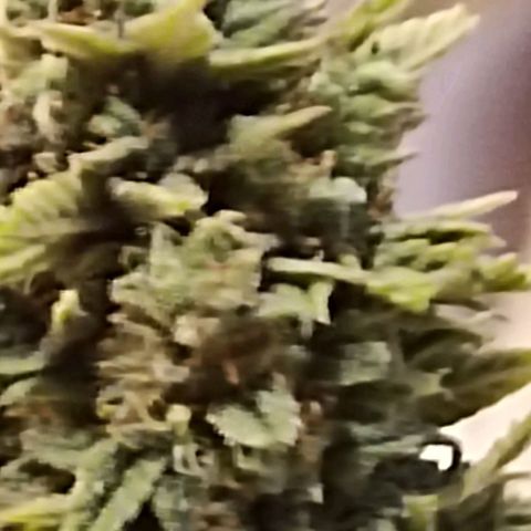 Matanuska growlog timeline photo