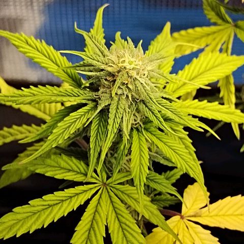 Matanuska growlog timeline photo