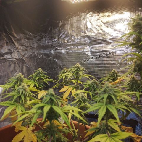 Matanuska growlog timeline photo
