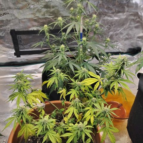 Matanuska growlog timeline photo
