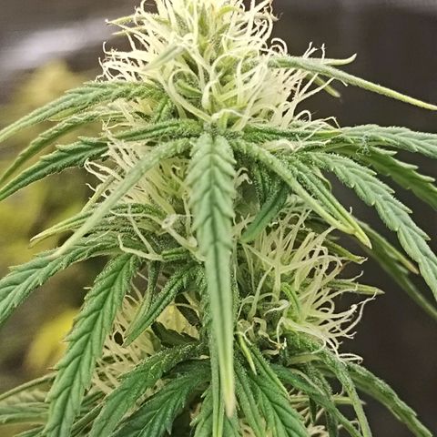 Critikal XXL auto growlog timeline photo