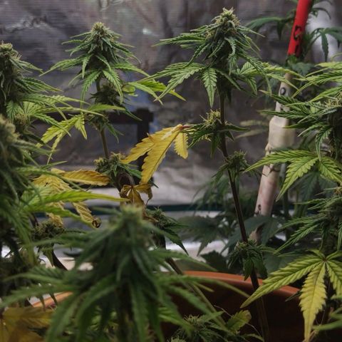 Matanuska growlog timeline photo