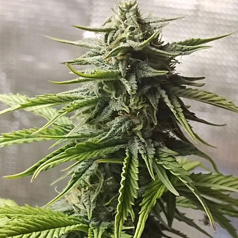 Matanuska growlog timeline photo