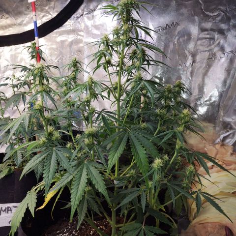 Critikal XXL auto growlog timeline photo