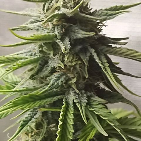 Matanuska growlog timeline photo