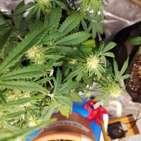 Critikal XXL auto growlog timeline photo