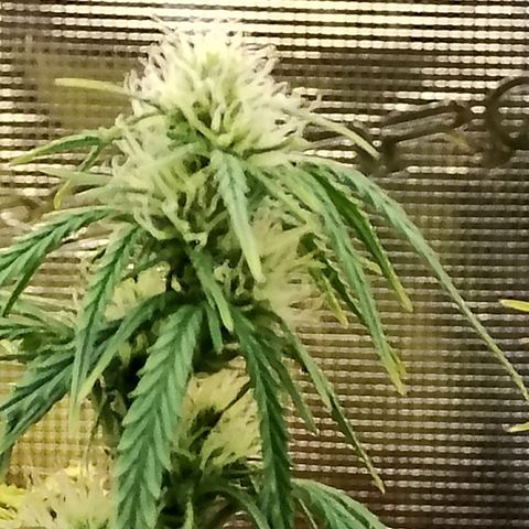 Critikal XXL auto growlog timeline photo