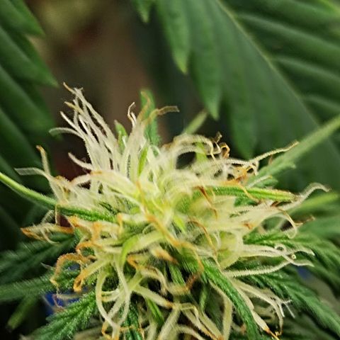 Critikal XXL auto growlog timeline photo