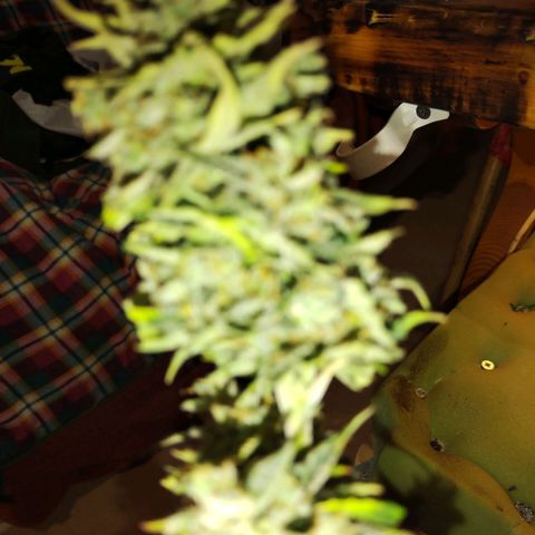 Matanuska growlog timeline photo