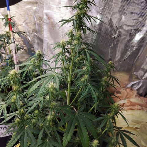 Critikal XXL auto growlog timeline photo