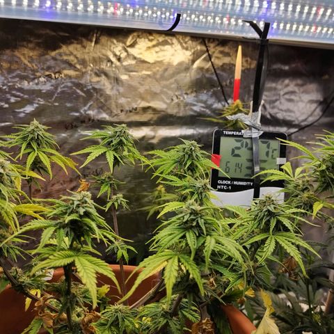 Matanuska growlog timeline photo