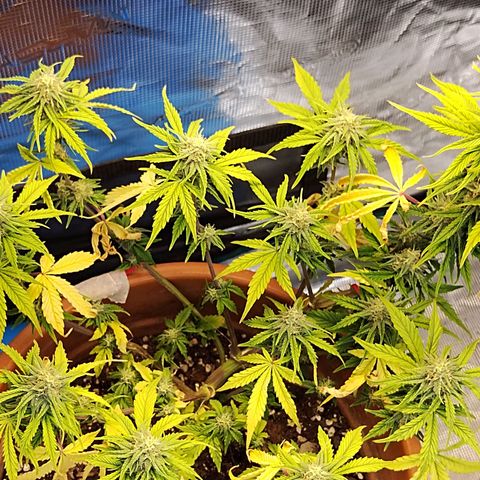 Matanuska growlog timeline photo
