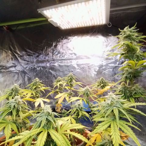 Matanuska growlog timeline photo