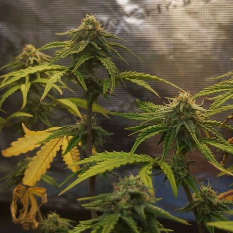 Matanuska growlog timeline photo
