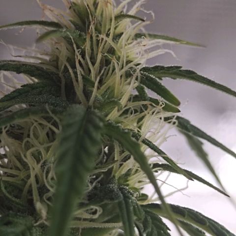Critikal XXL auto growlog timeline photo