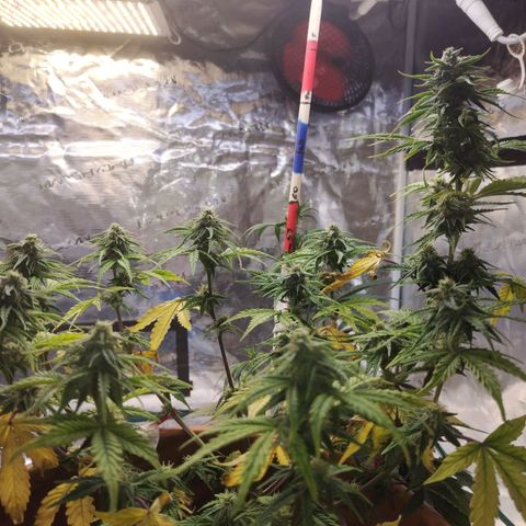 Matanuska growlog timeline photo