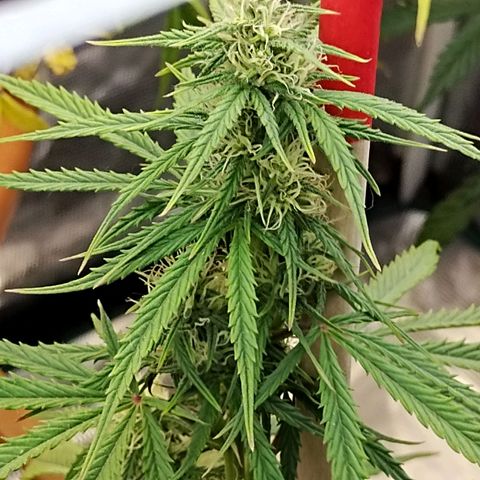Critikal XXL auto growlog timeline photo