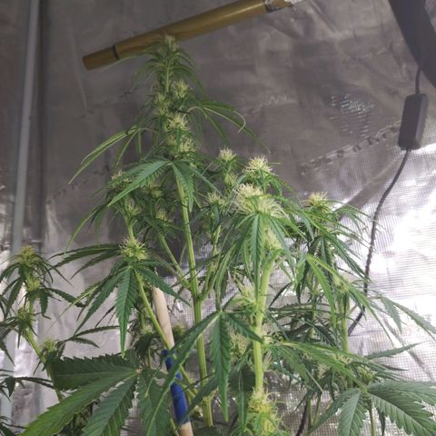 Critikal XXL auto growlog timeline photo