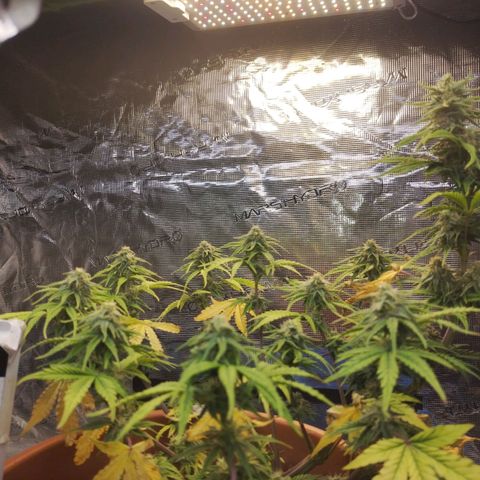Matanuska growlog timeline photo